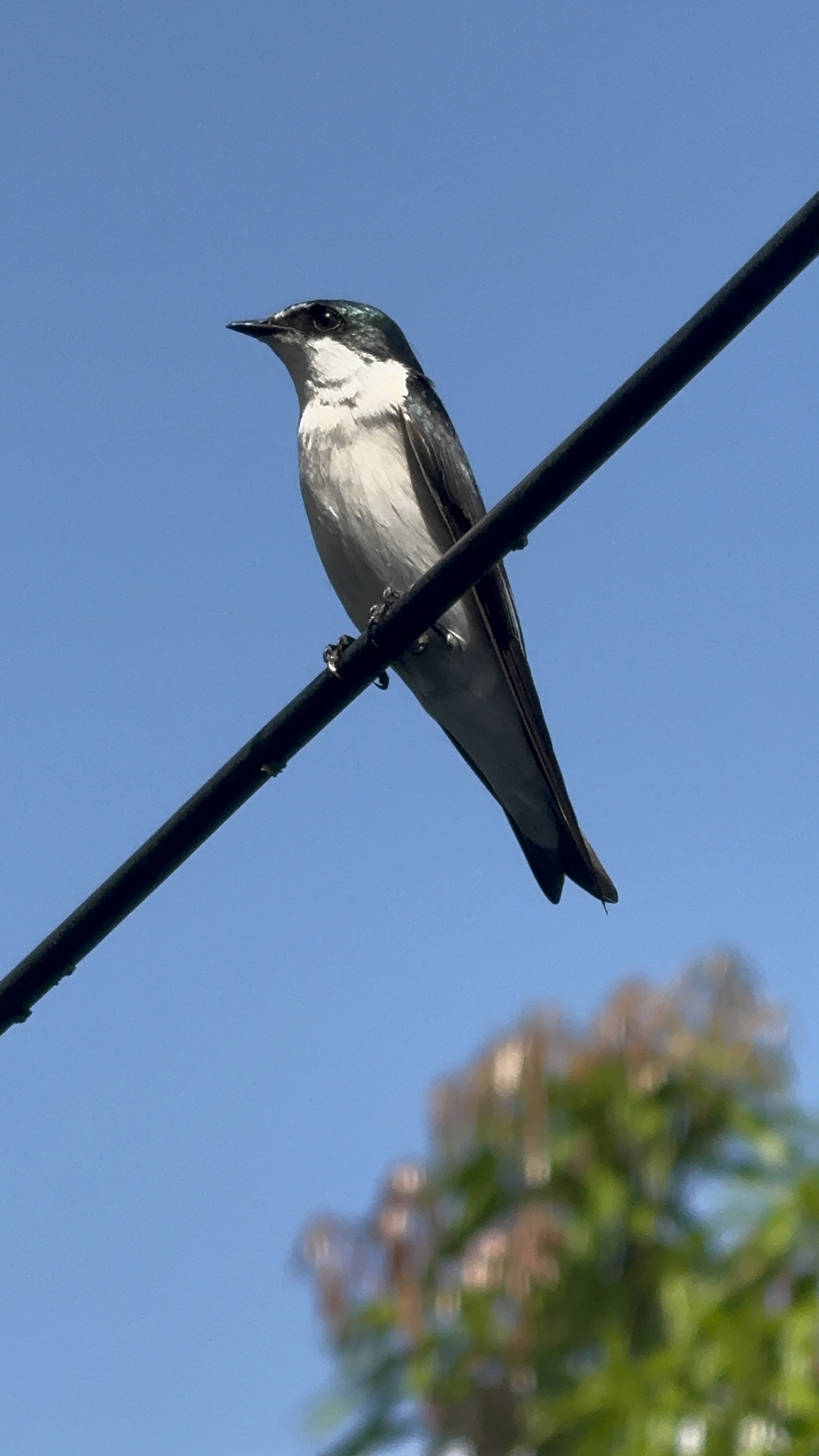 Gerencia de programas Infantiles